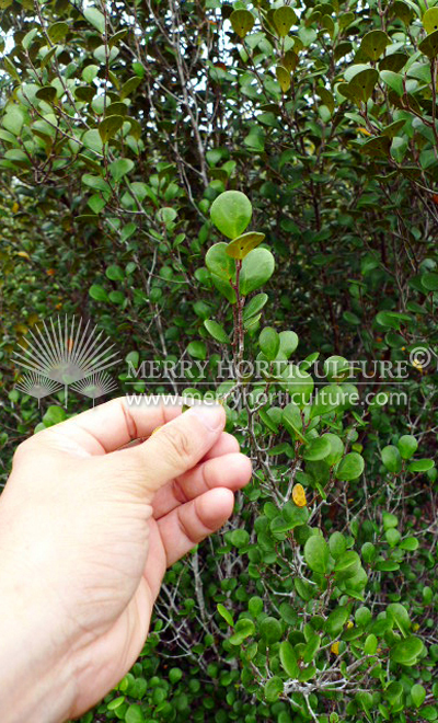 Ficus detoidea (small leaves)3